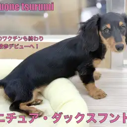 【 ミニチュアダックスフント 】ブラック＆タンの女の子、遂にお散歩デビューへ！！