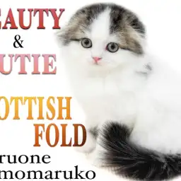 【 スコティッシュフォールド 】垂れ耳が魅力的!天使みたいな優しい性格の女の子