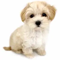 MIX（マルチーズ×トイプードル）