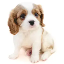 キャバリア・キングチャールズ・スパニエル