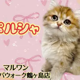 【 ペルシャ 】陽だまりのように輝く毛並みをまとった穏やかで飼いやすい女の子