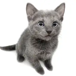 ロシアンブルー