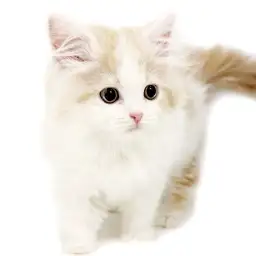 ノルウェージャンフォレストキャット