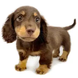 ミニチュア・ダックスフント