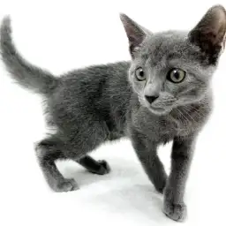 ロシアンブルー