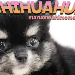 【 チワワ 】クマ系、たぬき系フェイスの小柄な男の子!愛され要素満載な容姿に注目