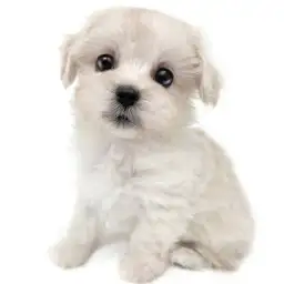 MIX（マルチーズ×トイプードル）