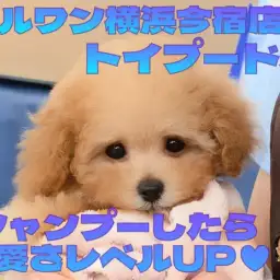 【 トイプードル 】生後75日体重750g！入店2週間経過した最新動画を大公開！