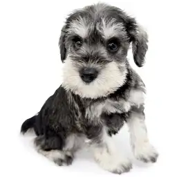 ミニチュア・シュナウザー