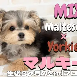 【 MIX 】賢く可愛く穏やか!マルチーズとヨーキーのMIX犬の2ndブログ!