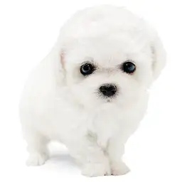 ビションフリーゼ