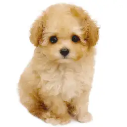 トイ・プードル