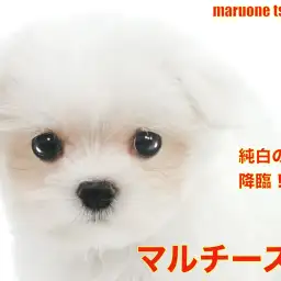 【 マルチーズ 】こぶりな純白の天使がやってきました!
