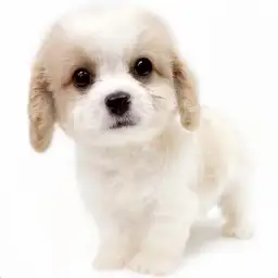 MIX（キャバリアキングチャールズスパニエル×ビションフリーゼ）