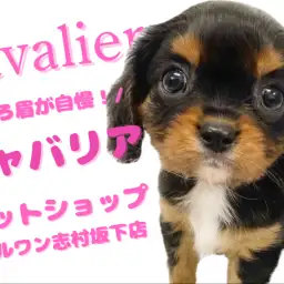 【 キャバリア 】気品と愛嬌の黄金バランス！ブラック＆タンのキャバリアが登場！