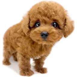 トイ・プードル