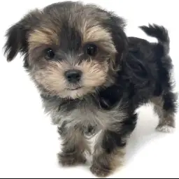 MIX（マルチーズ×ヨークシャーテリア）