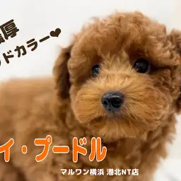 【 トイ・プードル 】毛量たっぷり!濃厚レッドカラーが自慢の男の子