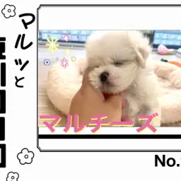 【 マルっと東川口日和No.92 】まるで生クリーム!甘すぎ注意なマルチーズが入店