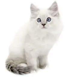 ネヴァマスカレード