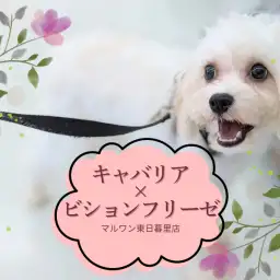 【 MIXキャバリア×ビション 】ハッピーオーラ全開！生後6ヶ月を迎えた女の子