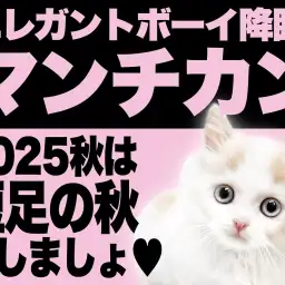 【 マンチカン 】秋風と共にやってきた！短足の秋！エレガントボーイ降臨！