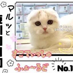 【 マルっと東川口日和No.100 】祝100回目！お饅頭のようなスコちゃん！