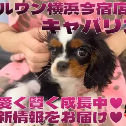 【 キャバリア 】可愛く賢く成長中!トライカラーの女の子!最新動画付き!