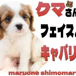 【 キャバリア 】アナタの心をほぐします!おっとりクマ系フェイスの癒し担当ワンコ