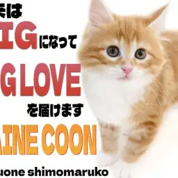 【 メインクーン 】我が家の元気印はお任せあれ!ベビーフェイスの懐っこい女の子!