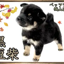 【 豆柴 】見逃し厳禁！絶対に会うべき黒豆柴ちゃん!