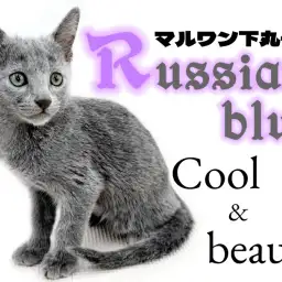 【 ロシアンブルー 】クールな中に優しさを秘めた品格溢れる魅力たっぷりな男の子！