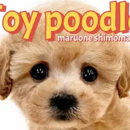 【 トイプードル 】可愛さの黄金比を持つ天真爛漫なアプリコットの小さな女の子!