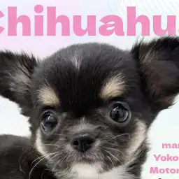 【 チワワ 】大きなお耳に凛々しい眉マロ!黒い彗星のちーちゃん登場!