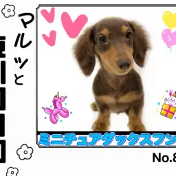 【 マルっと東川口日和No.88 】ずっと一緒に居たい愛嬌満点ダッちゃん！