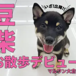 【 豆柴 】待ちに待ったお散歩デビューはシッポ急降下?!自信をつけて笑顔満点!