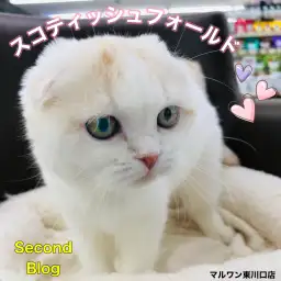 【 スコティッシュフォールド 】居るだけで幸福感満載!幸せ呼ぶ招き猫は最高の相棒