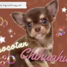 【 チワワ 】チョコレート色の被毛を纏い登場!ミニマムサイズの小さな小さなお姫様