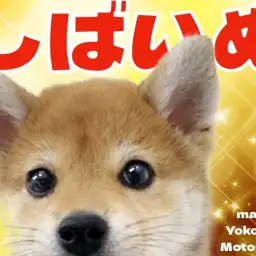 【 柴犬 】横浜元町店に可愛い末っ子気質な柴ちゃんがやってきた！