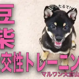 【 豆柴 】社交性トレーニング開始！先輩ワンコからたくさんのことを学ぶのだ！