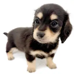 ミニチュア・ダックスフント