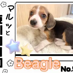 【マルっと東川口日和No.98 】大きなお目目が自慢！小柄なビーグルちゃん！