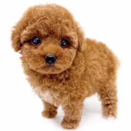 トイ・プードル