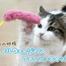 【 ノルウェージャンフォレストキャット 】生後6ヶ月、心と身体の成長記録