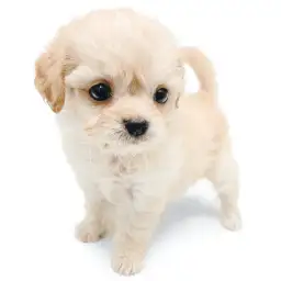 MIX（チワワ×トイプードル）