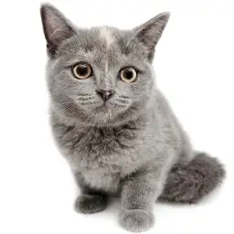 ブリティッシュショートヘア