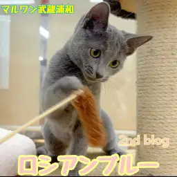 【 ロシアンブルー 】可愛さとカッコよさを併せ持つ甘えん坊な生後4ヶ月の女の子