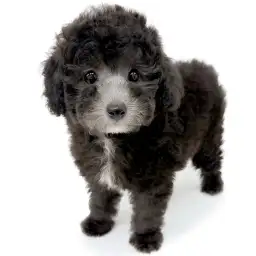 トイ・プードル