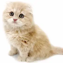 スコティッシュフォールド