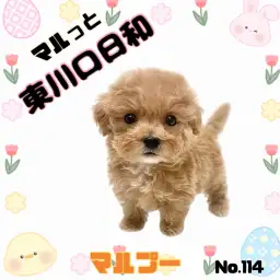 【 マルッと東川口日和No.114 】大人気MIX犬、マルプーちゃんが登場です!